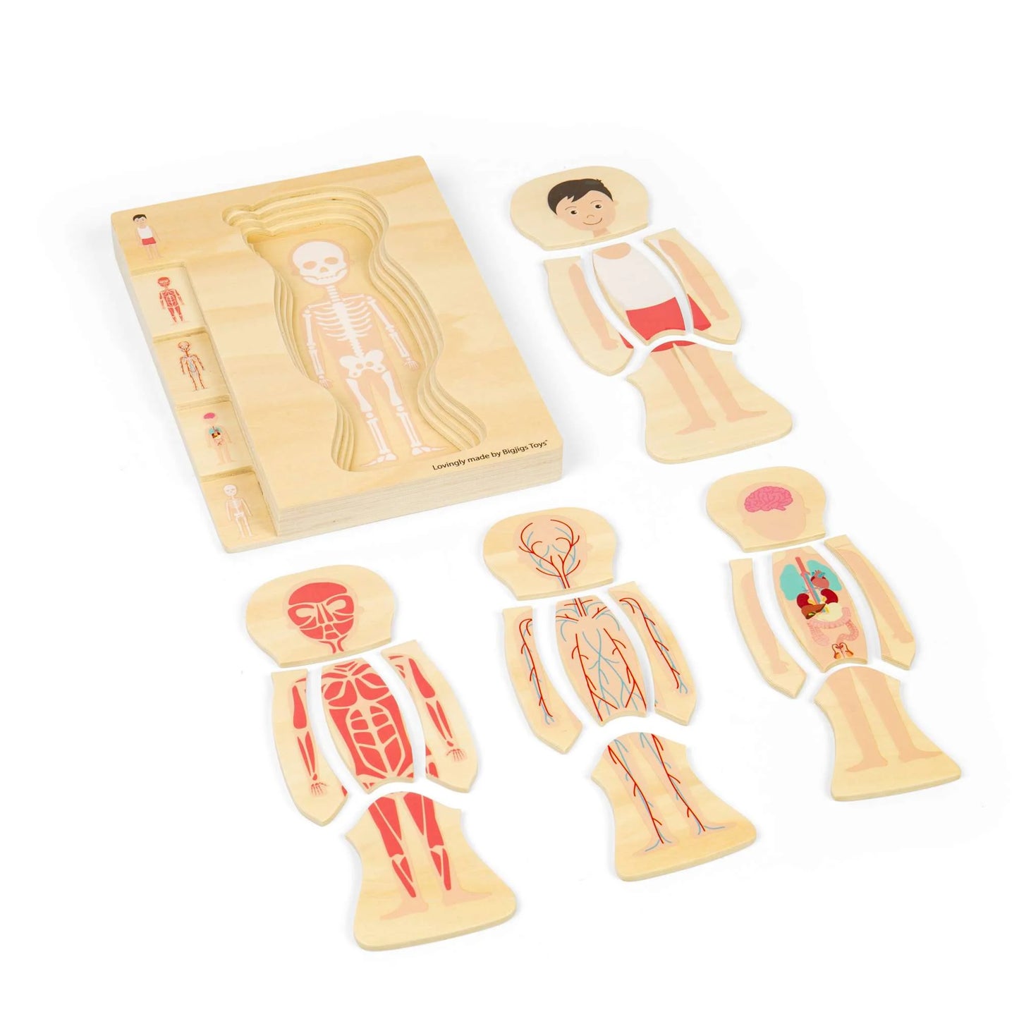 Rompecabezas de anatomía – Niño